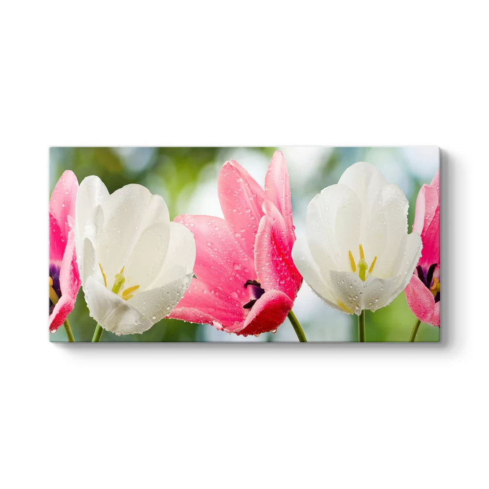 Islak Pembe Beyaz Çiçekler Tablosu - Model 5
